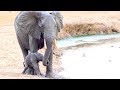 Watch what happens when this newborn elephant calf falls into the waterhole