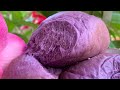 Ube Coconut Milk Bread - Milk Bread - Sweet Purple Yam Milk Buns - Banh Mi Ngot Khoai Tim