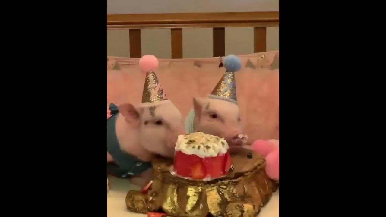 Свинтусы! #shorts #ку #animals #животные - YouTube