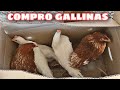 ☘️ Compro GALLINAS para el gallinero