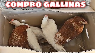 ☘️ Compro GALLINAS para el gallinero