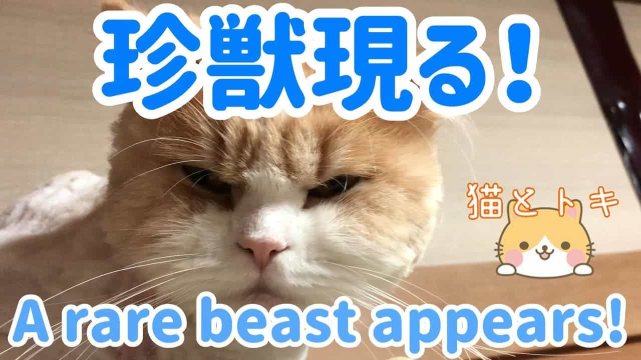 トリマーで散髪するスコティッシュフォールド猫 可愛い面白い猫動画 にゃんことトキブログ おすすめ雑貨グッズやdiy紹介