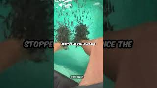 Fish Spa Is Not Good? Information about Fish Spa | Alex Gyan Shorts screenshot 2