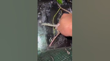 Thức Ăn Cho Cá Trê Ăn Mau Làm Giàu