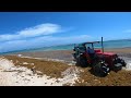 Seaweed Caribbean 2021   4K