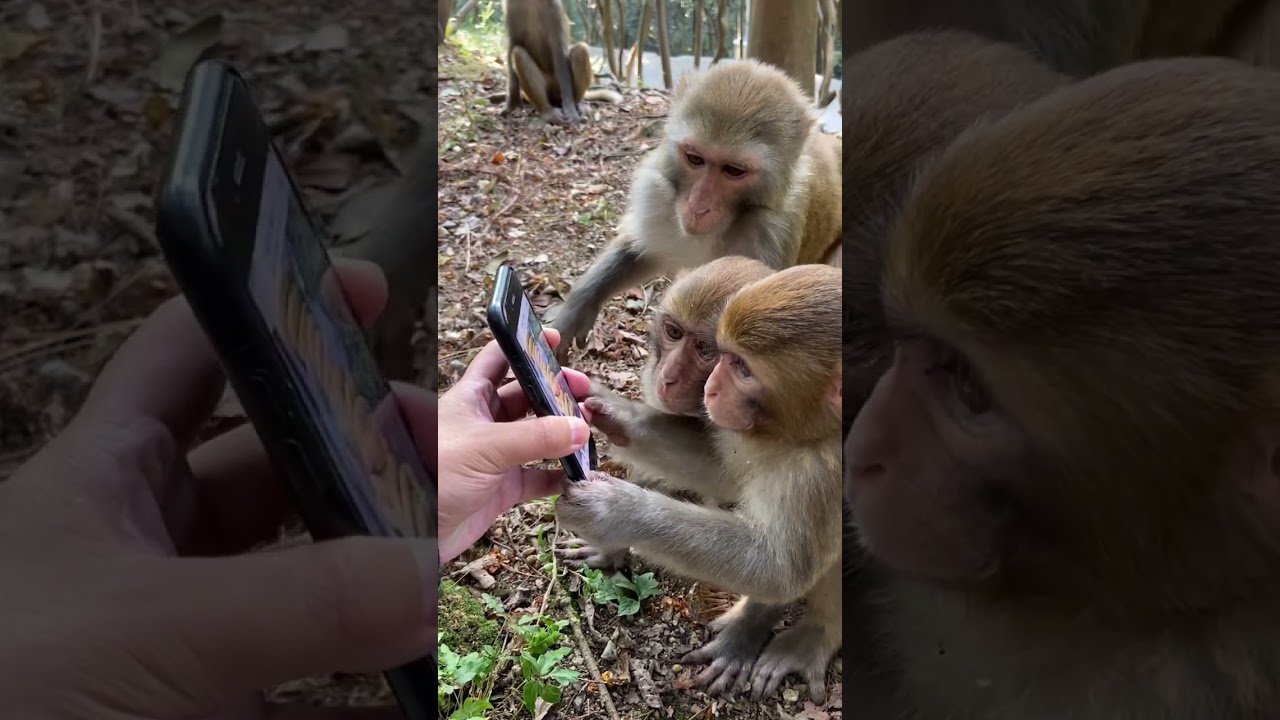 猴子親吻手機屏幕超萌瞬間！可愛動物爆笑搞怪