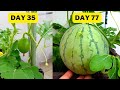 Growing melon in pot 2024   seed to harvest in 83 days