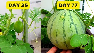 Growing melon in pot 2024 ! | seed to harvest in 83 days!