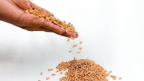 Wheat falling into Hand, Slow motion | stock footage | stock video | Cinefootage