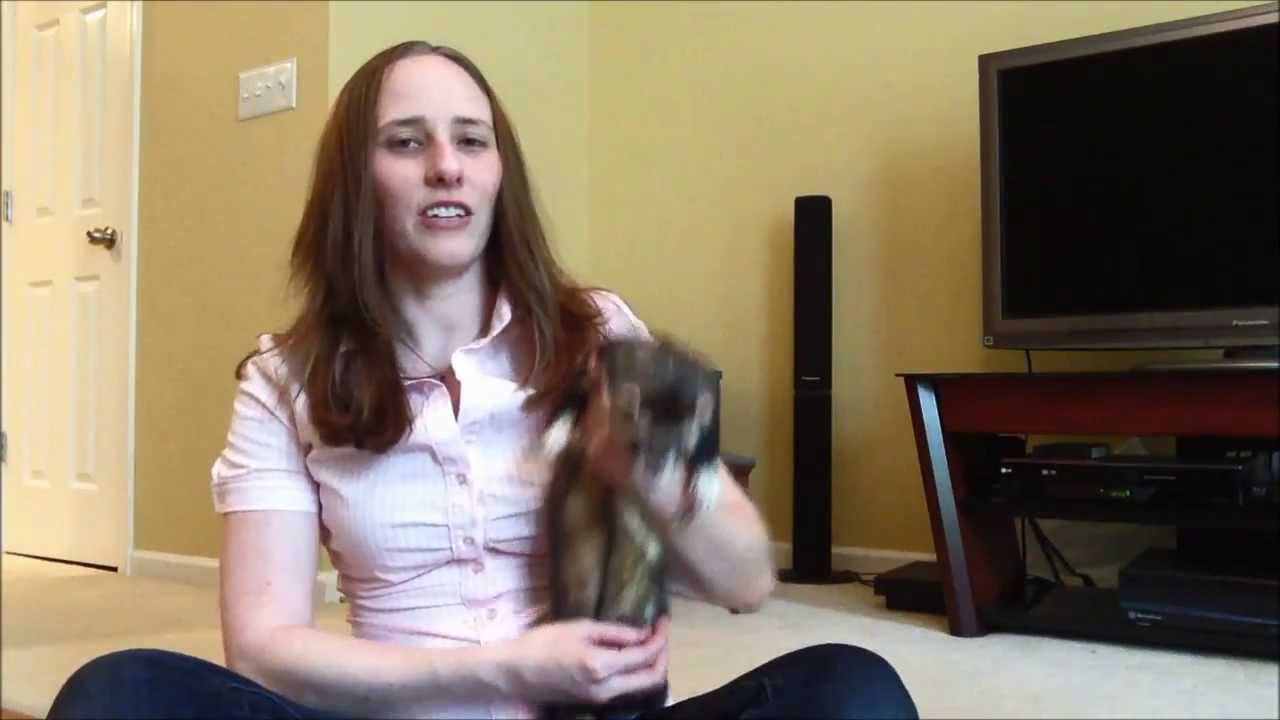 Ferret Training 101 How to train your ferret to jump through a hoop