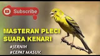Masteran pleci suara kenari, suara jernih di jamin cepat masuk