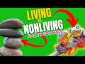 Living vs. Nonliving Things (Facts For Kids)