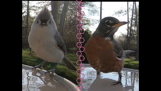 Tufted Titmouse, American Robin, Northern Cardinals, and Other Birds at the Bath