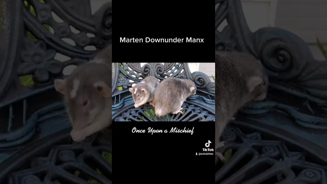 Marten Manx Downunder Rat brothers