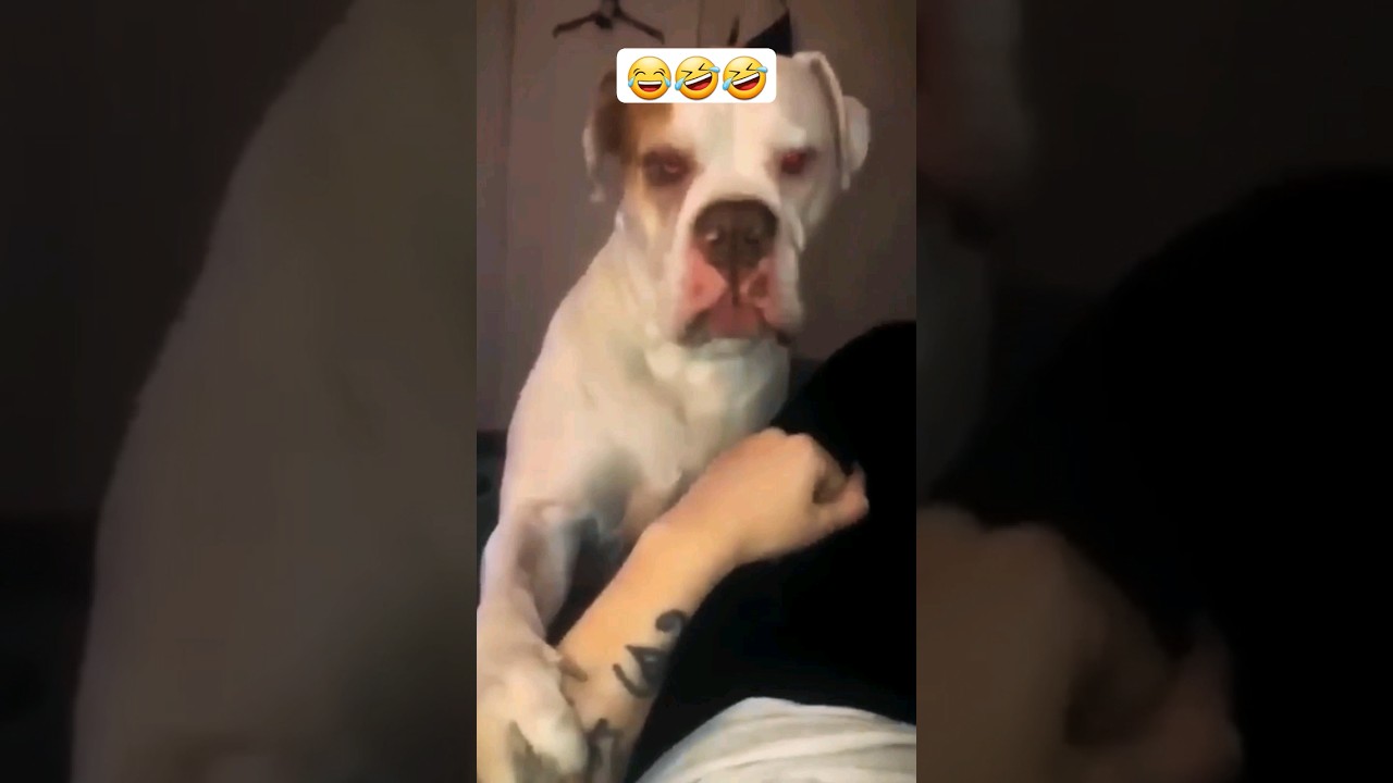 Funny Dogs and Cats videos 🤣🤣 #shorts #cat #dogs #funny