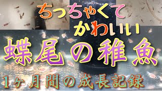 【蝶尾の稚魚】金魚が産まれて少しずつ成長していくかわいい姿