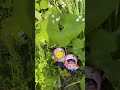 雨が降ってもふきの傘があれば大丈夫☂️ #かえるのピクルス #モンチッチ  #monchichi #pickles  the  frog