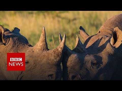 Rhinos: Killing & Corruption (FULL DOCUMENTARY) BBC News