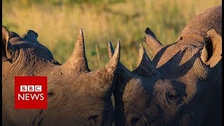 Rhinos: Killing & Corruption (FULL DOCUMENTARY) BBC News