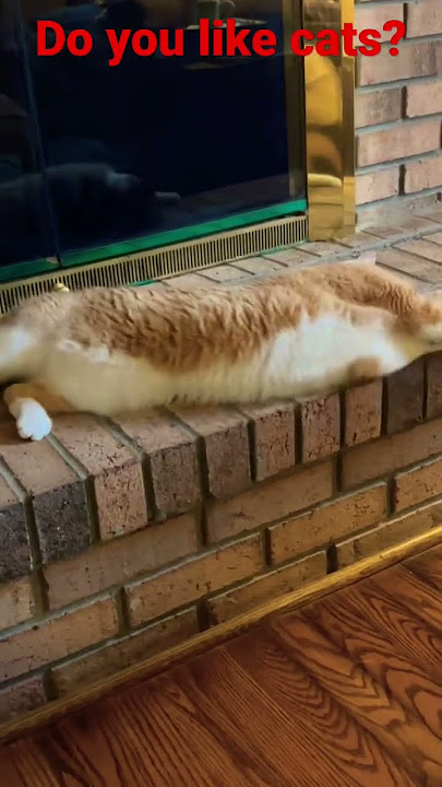 Cat on fireplace