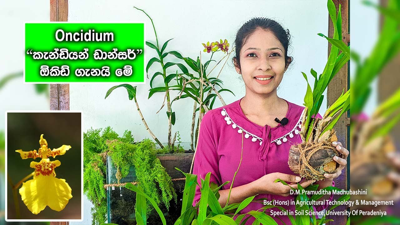 How to plant Oncidium orchids in Sinhala 2023/ 