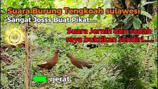 Mp3 Suara Burung Tengkoah Sulawesi/Ruak Ruak Merah..‼️#shorts