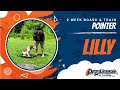 Pointer Lilly | Real world Obedience | amazing transformation | Nova Dog Trainers Pointer Lilly | Real world Obedience | amazing transformation | Nova Dog Trainers
