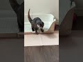 I Tried to Film Belle Secretly… She Knew Immediately