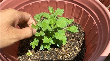 Cơi Đọt Lần 2 Cho Cúc Mâm Xôi 5 Cơi