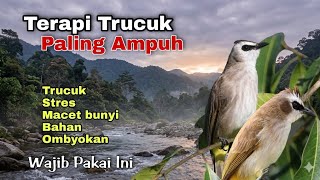 TERAPI TRUCUKAN stres - TERAPI TRUCUKAN BIAR CEPAT GACOR dengan SUARA AIR MENGALIR