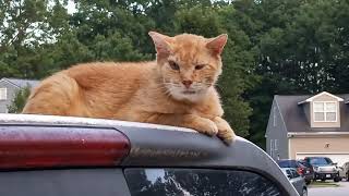 Homeless Cat Ginger boy by Red Bwoy TV ANIMALS 472 views 2 years ago 2 minutes, 45 seconds