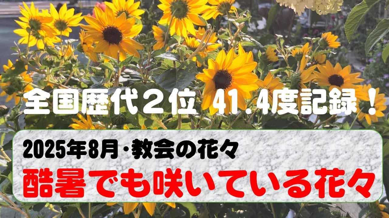 酷暑で咲く花 2025年8月 - YouTube