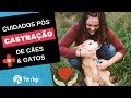 Cuidados pós castração de cachorros e gatos // Papo Pet por Dra. Carol Rocha