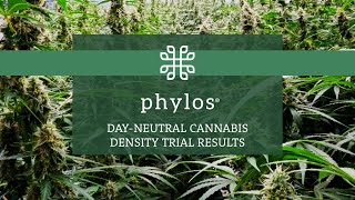 Maximizing Yield Efficiency With Phylos Day-Neutral Production-Ready Seed