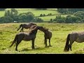 Dartmoor england wild horses and stone circles