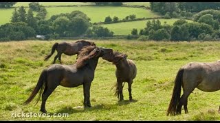 Dartmoor, England: Wild Horses and Stone Circles