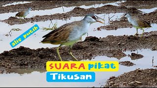 Suara Pikat Burung Tikusan Alis Putih. @KaDaKaWa