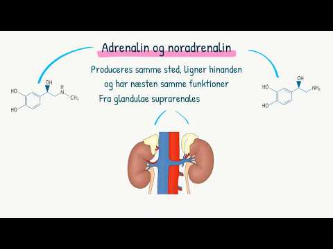 Hormonsystemet: Kortisol, adrenalin og noradrenalin