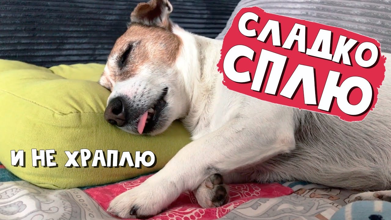 Так сладко спал, чуть язык не откусил. Маленькая собачка сладко дремлет ...
