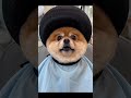 Who said that he will fix the job for Pao Pao #comedy #love #AI #holiday #dog #dogs #dogtrend