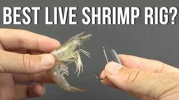 Best Live Shrimp Rig For Beginners [EASY & WEEDLESS]