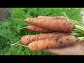 Морковь Нантская 4 описание сорта и отзыв