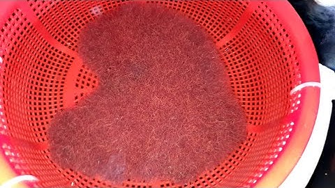 Cách Xử Lý Trùn Chỉ Siêu Sạch Để Cho Bảy Màu Ăn|BAC+.