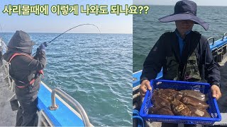 6월11일[7물/사리] 봄왕갑오징어 9분출조 5분낚시 좋은조황요~