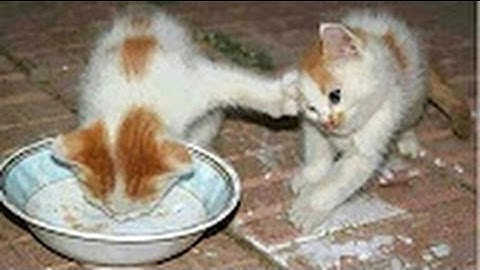 TOP Funny Cat and Dog Dancing and Singing in the World