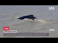 В Австралії намагаються врятувати кита, який може стати здобиччю для крокодилів