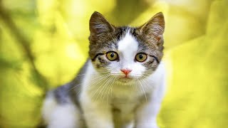 Lustige katzenvideos zum Totlachen 2021 - Süße Katzenvideos | KatzenVideos |