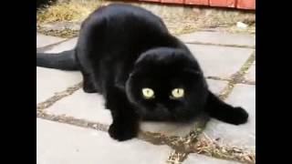 That cat-mèo đen đáng yêu, baby