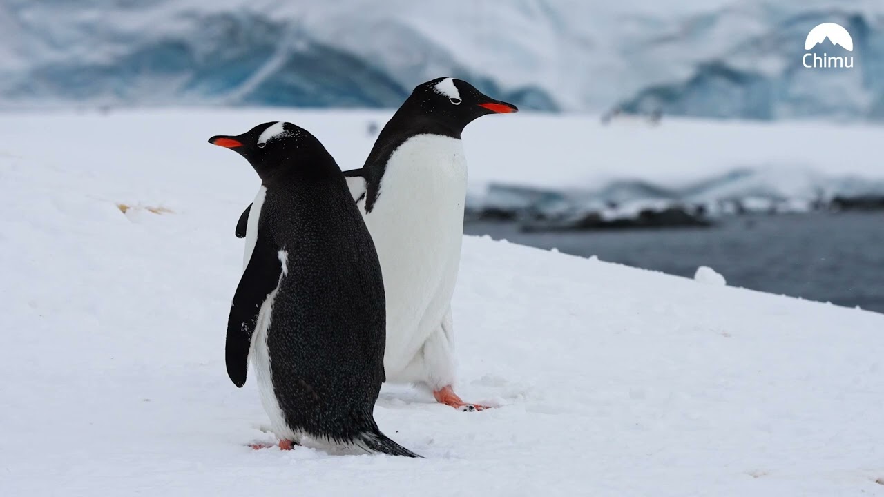 Early Season in Antarctica