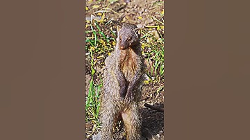 Rats issue in Hawaii !! #shorts #history